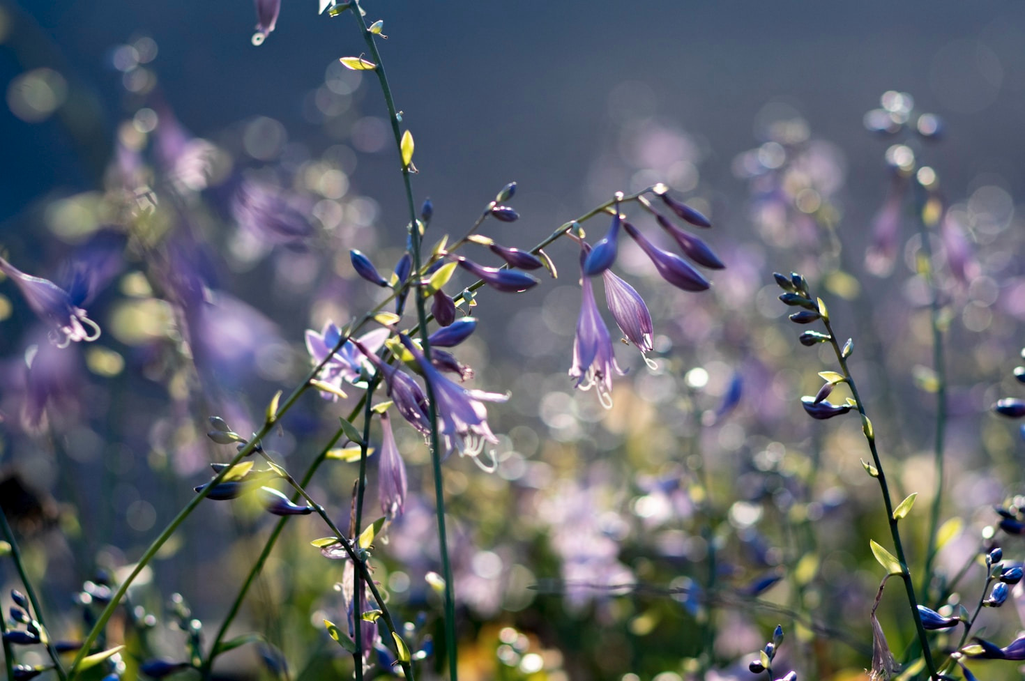 Harvesting Happiness: Seasonal Gardening Joys